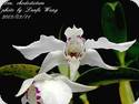 Dendrobium aberrans x rhodostictum